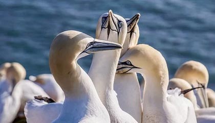 国元证券A股股东户数减少320户降幅0.37%,流通A股户均持股5.09万股增幅0.37%,户均持股市值47.45万元增幅2.57%