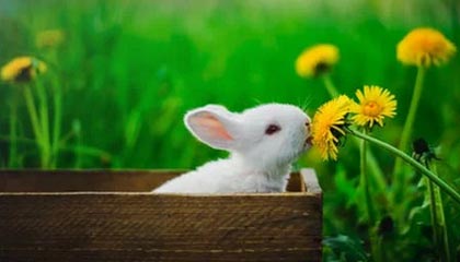 国元证券股东户数增加229户,户均持股4.72万股,户均持股市值40.51万元