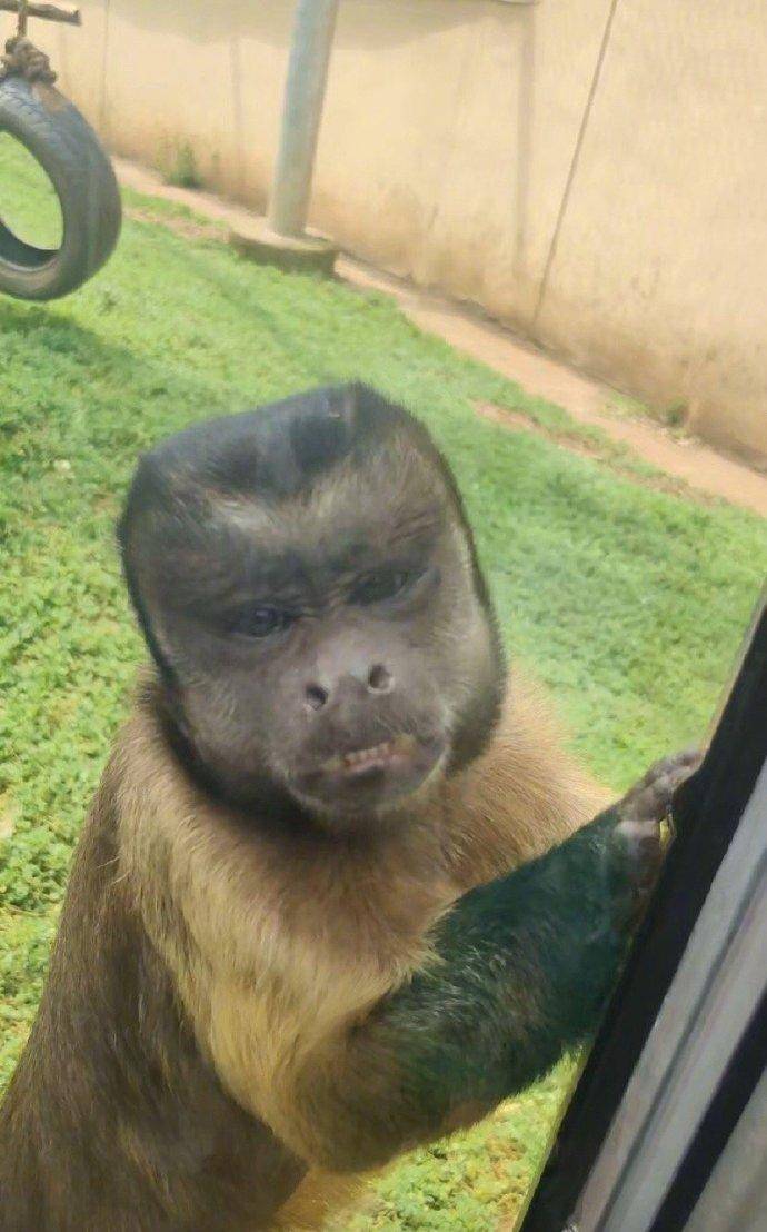 合肥动物园“国字脸”猴丑萌出圈，保育员：比其他猴类更聪明