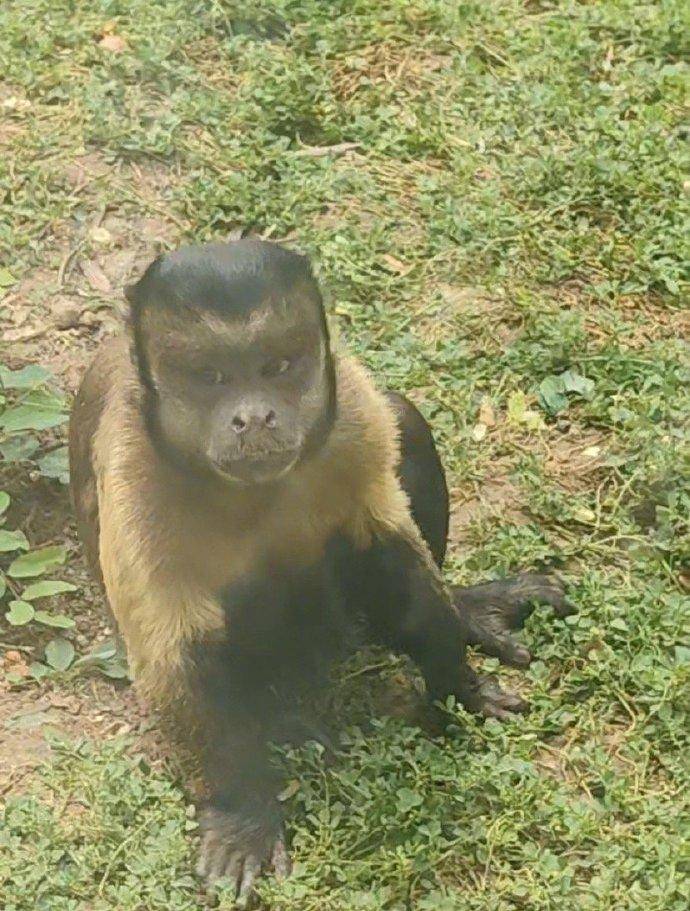 合肥动物园“国字脸”猴丑萌出圈，保育员：比其他猴类更聪明