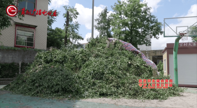 贵阳一700年古树砸扁“宝马”,现场惨不忍睹,林业局:车主他也有错